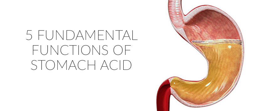5 Fundamental functions of stomach acid